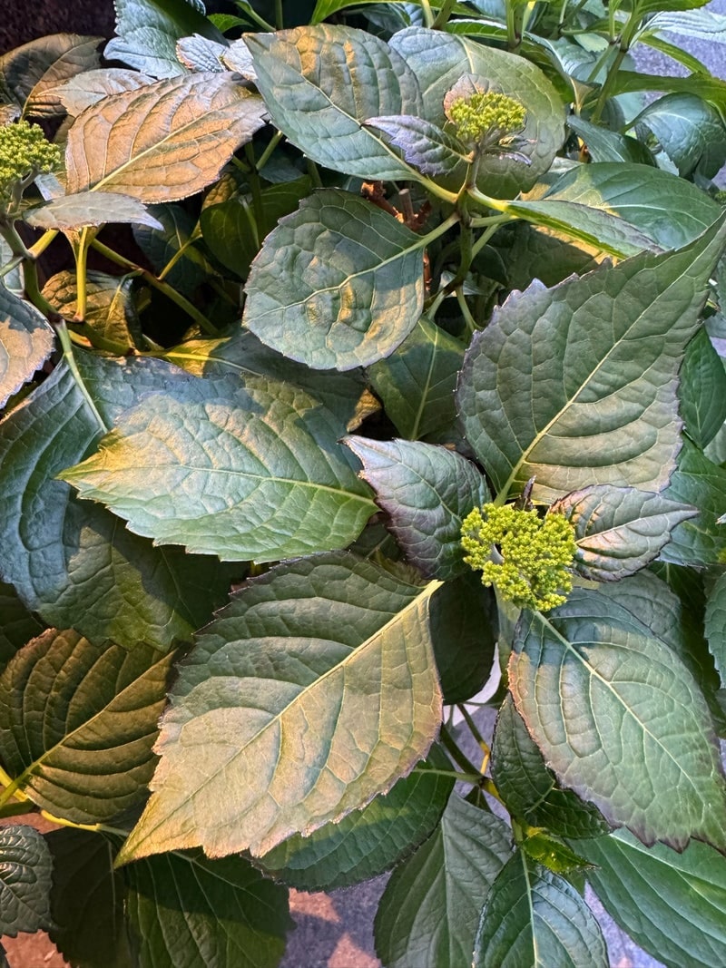 出所：堀ちえみのAmeba公式ブログ　参照日：2026-04-22