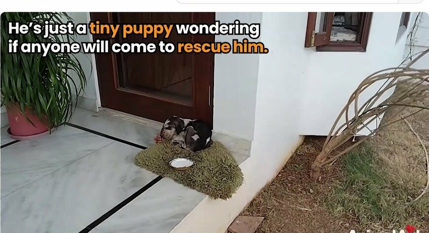 【愛はまるで魔法のよう】顔の傷から感染症を患った子犬　奇跡の回復にグッときてしまう
