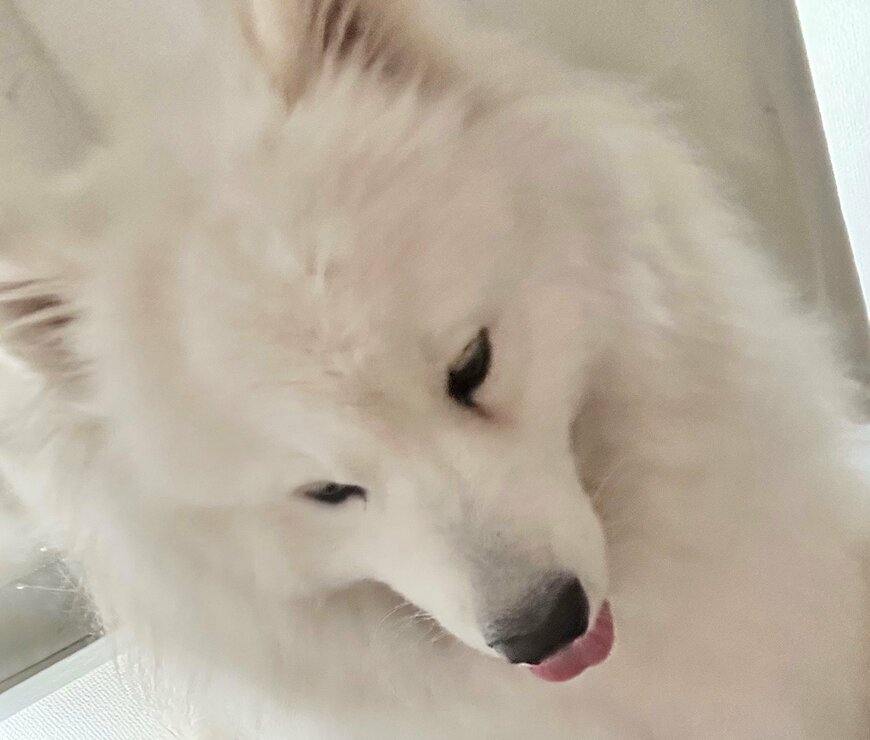 出所：@samoedsoran