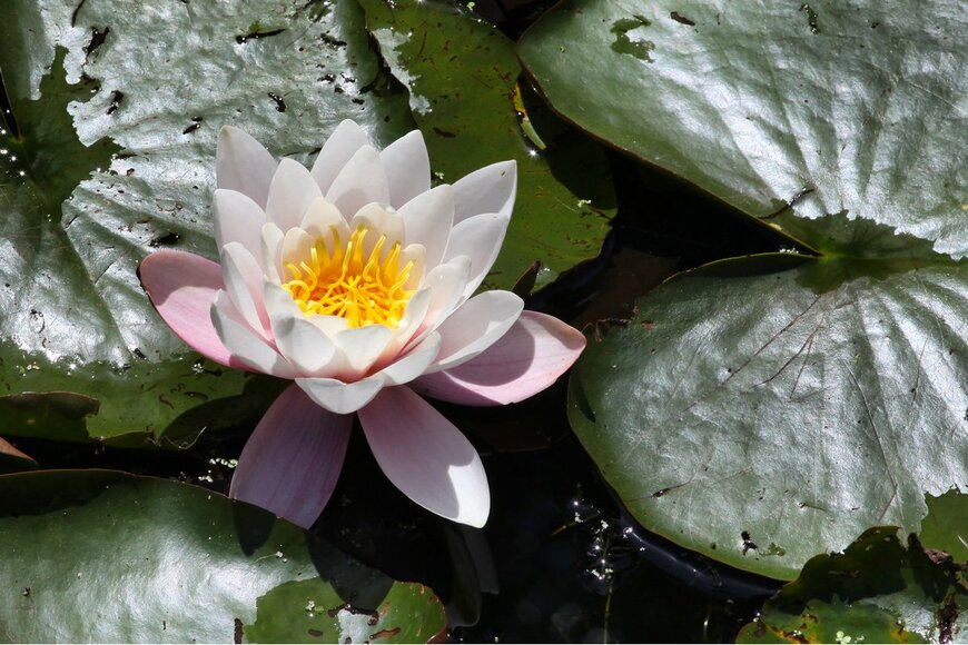 Alex Manders/Shutterstock.com