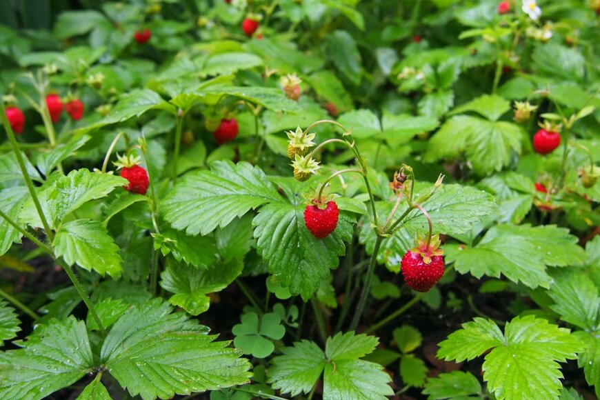 Plotitsyna NiNa/shutterstock.com