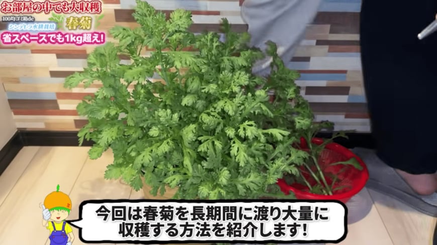 【食費の節約】100均アイテムで《春菊の室内水耕栽培》土不要＆省スペースなのに総収穫量1kg超！
