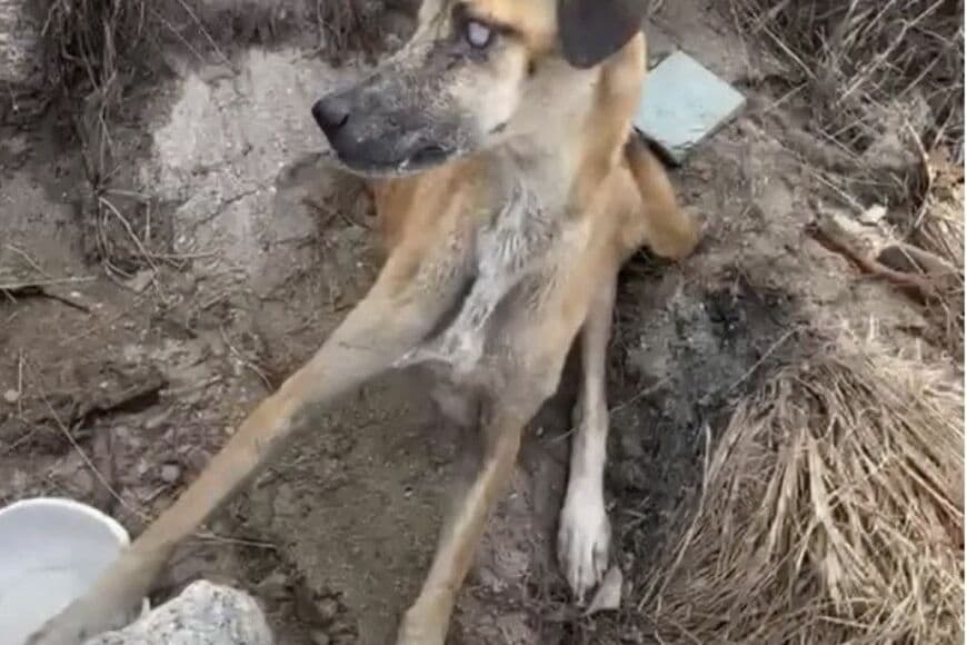 衰弱状態の老犬を保護　「病気を患いながら」必死に生きようとする姿に感動「保護してくれてありがとう」