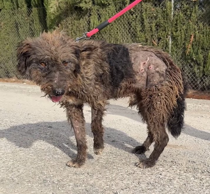 路上をさまよっていた全身傷だらけの犬を保護 検査で全身から多数の散弾や鉛玉が見つかり、手術に向けて治療を開始