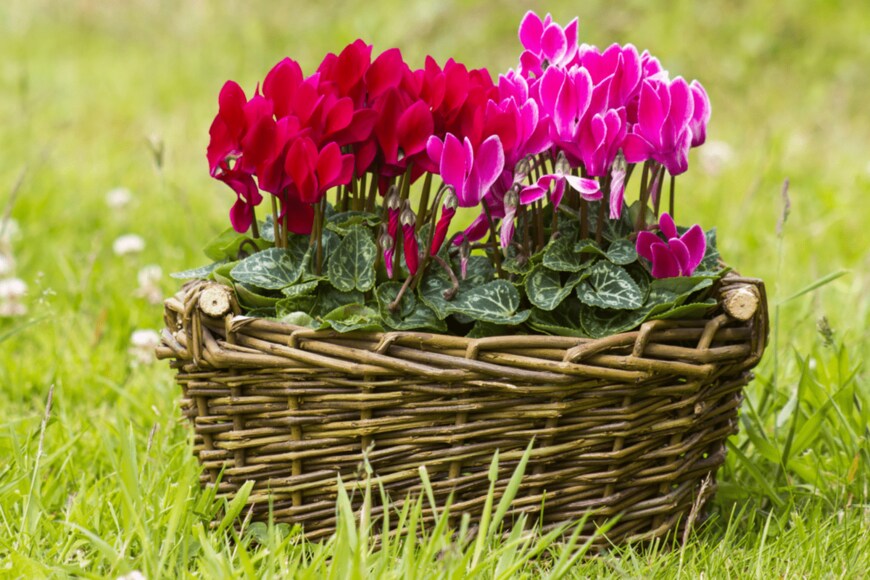 Mira Drozdowski/istockphoto.com