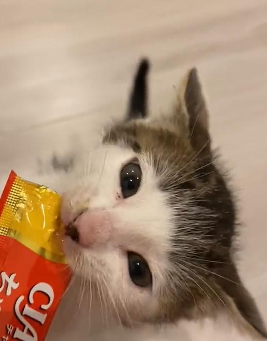 出所：@Saeroyi_cat