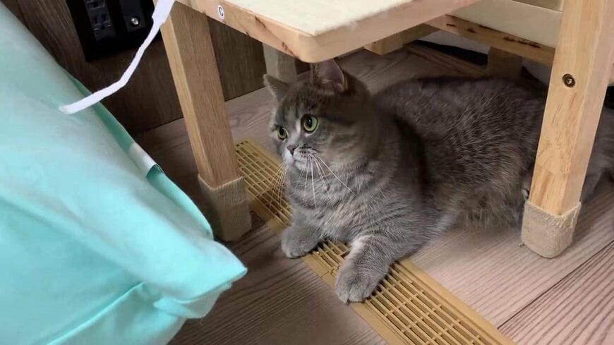 おもちゃに前足をのばしても届かない猫…「わざとなのか本気なのか」と見入っちゃう
