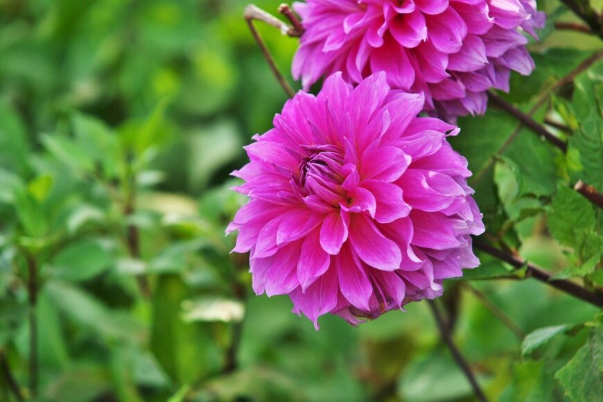 igaguri_1/istockphoto.com