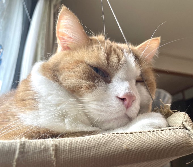 出所：@Beercat_Ana_Dar