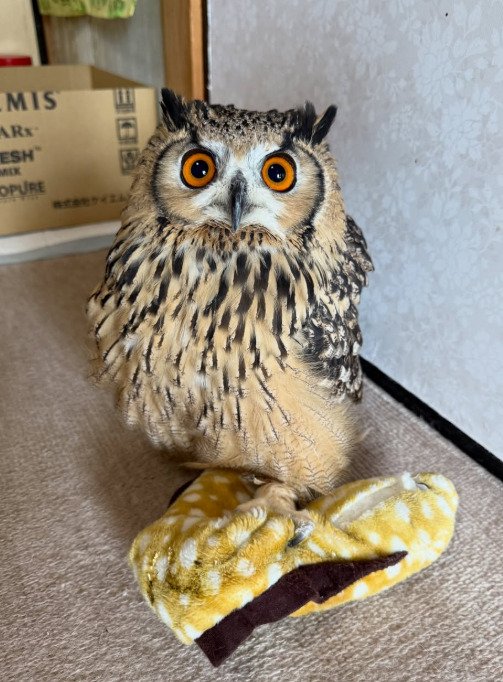 出所：@ba_chantolatte