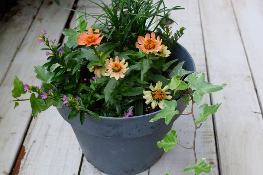 寄せ植えの完成図