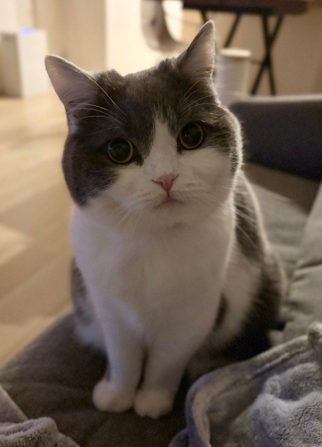 普段はお行儀のよい猫ちゃんが…苦手なお手入れを頑張った結果！哀愁漂う姿に笑ってしまう