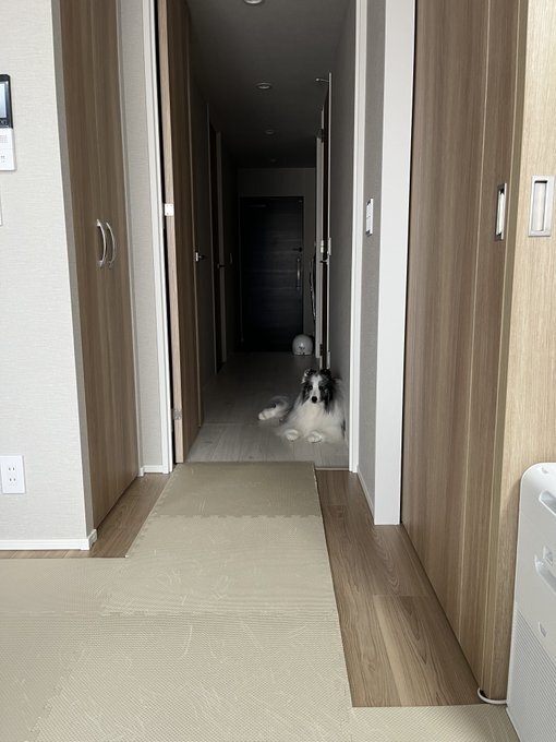 出所：シャロかわさんご提供写真