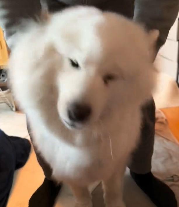 出所：@samoedsoran