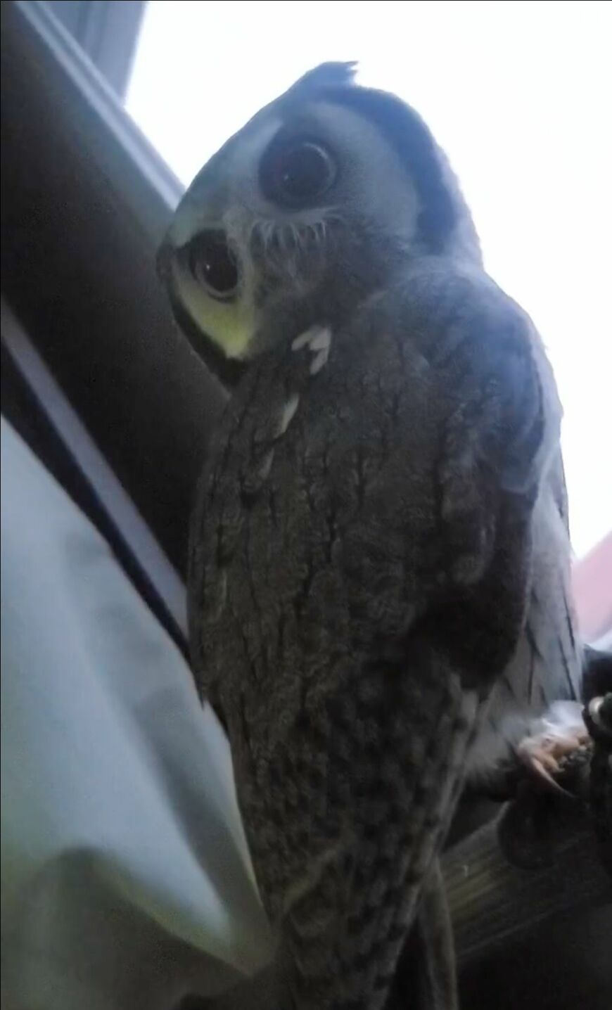 出所：@joker1999jr