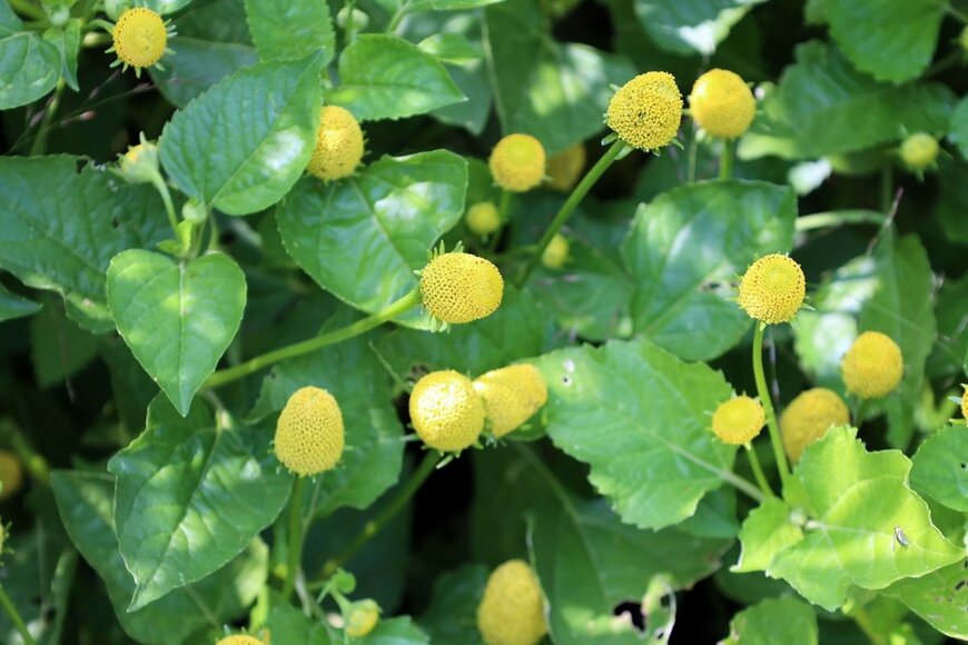 meunierd/shutterstock.com