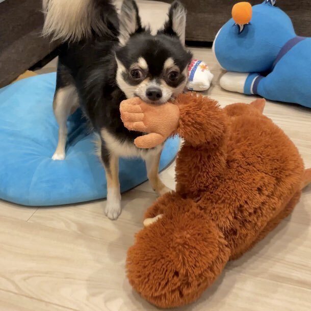 出所：@gomachihuahua