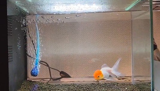 元気になった金魚