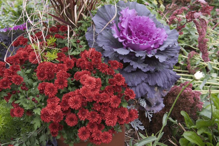 MARGRIT HIRSCH/shutterstock.com