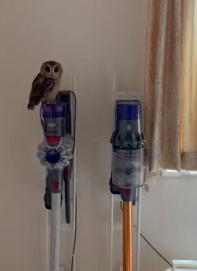 出所：@purinon2929k