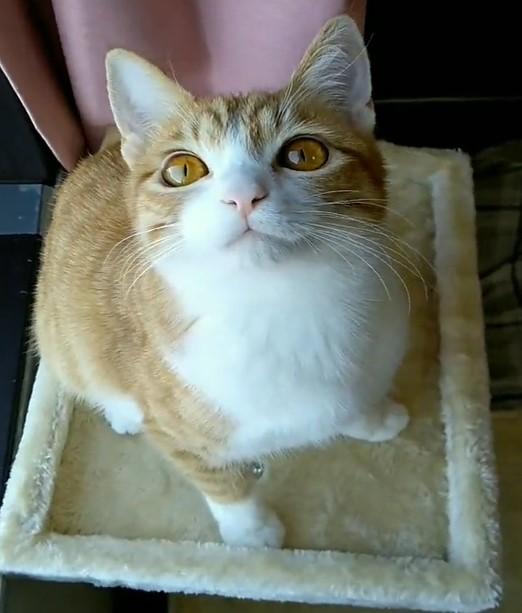 出所：@mero627puri914 