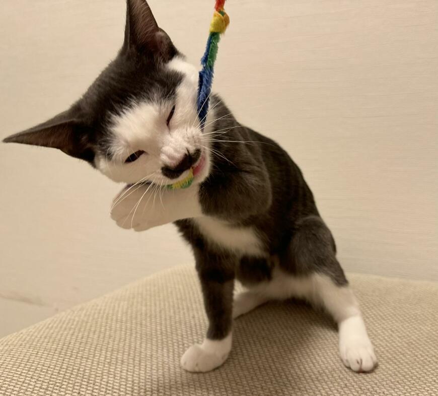 出所：@Saeroyi_cat