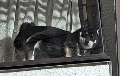 出所：@BLshiba_tensuke