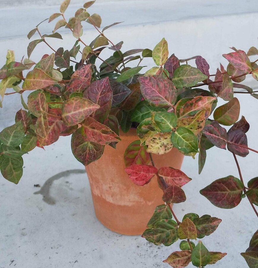 カラーリーフが美しい初雪かずら（著者撮影）