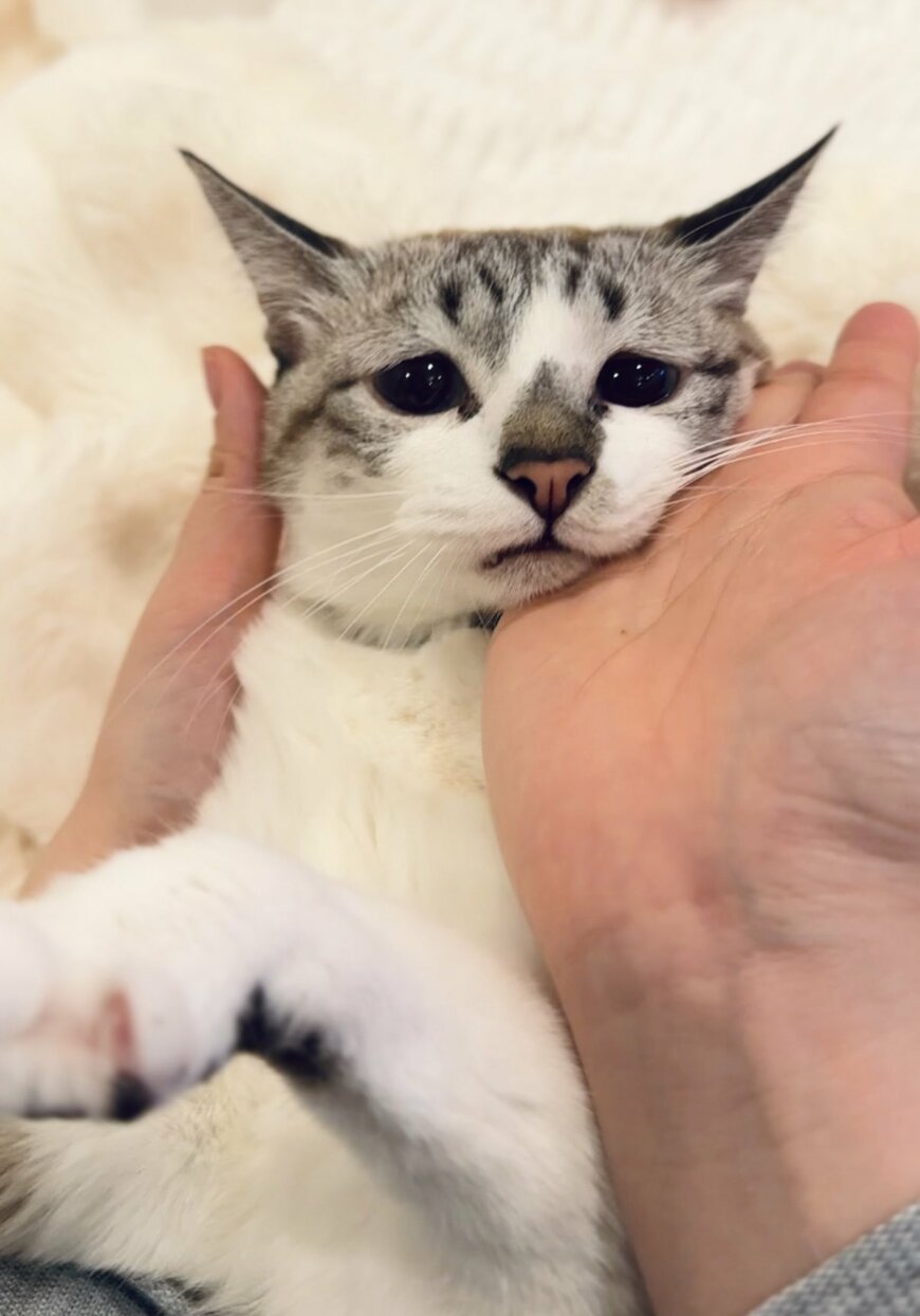 ずっと口を動かしている猫を心配し、中をチェックしたら…予想外の結末に7.8万いいね