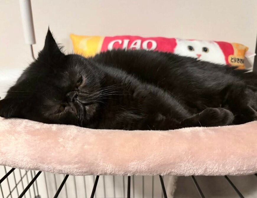 出所：＠kotetsu_0420