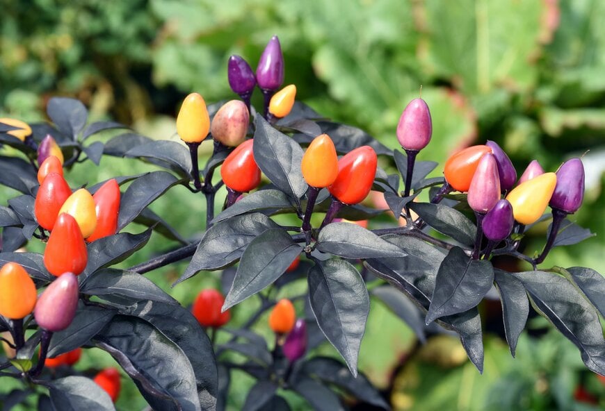 Manfred Ruckszio/shutterstock.com