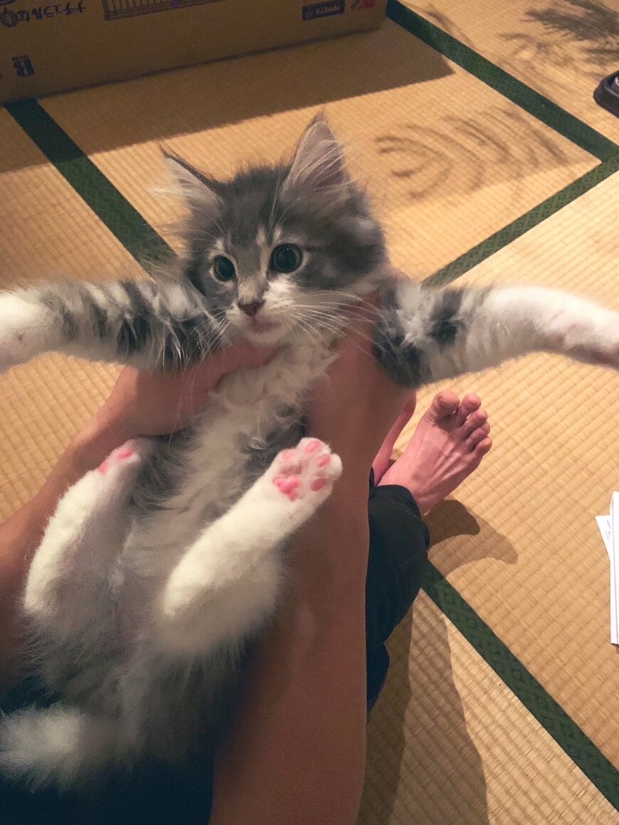 出所：@NEKOLAND13