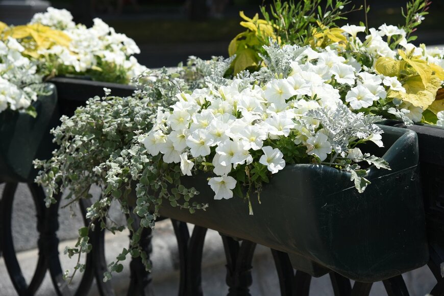 【ガーデニング】夏の庭はオシャレなホワイトガーデンがオススメ！涼やかで爽やかな草花＆低⽊9選