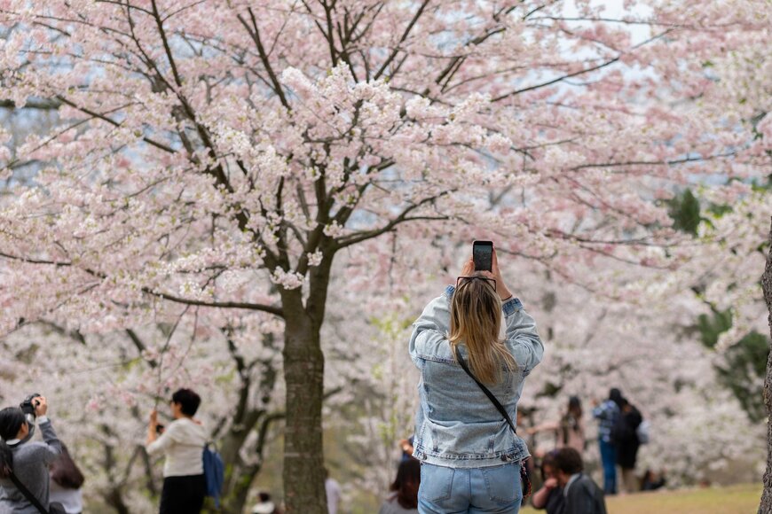 インバウンドのお花見事情は？東京や京都で実施しているお花見のマナー対策も紹介