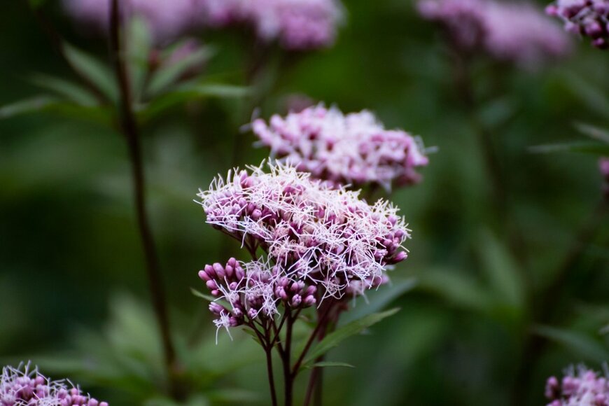 薄紫色の小さな花が集まって咲く「フジバカマ」