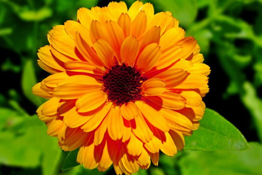 カレンデュラ(キンセンカ)の花のアップ。色はオレンジ。