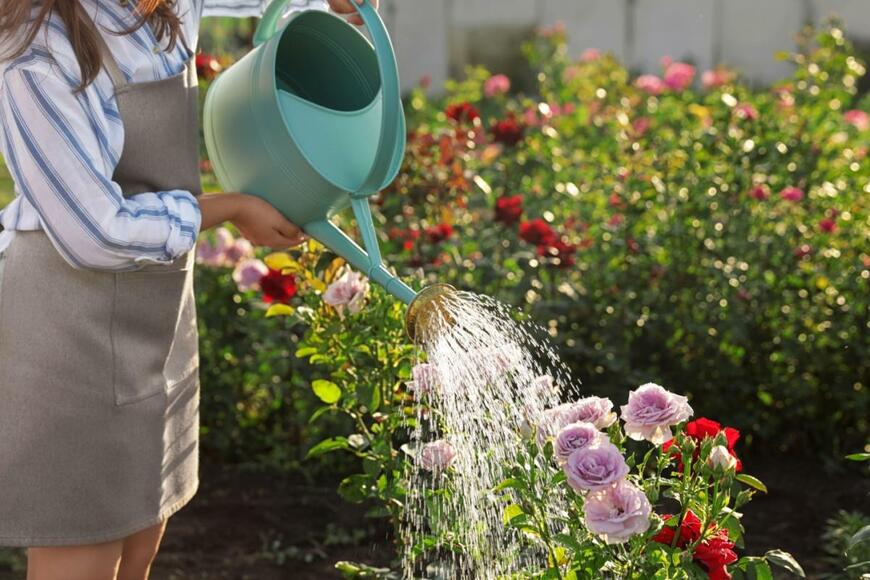 緑のじょうろでバラの花に水をやっている。花の色は淡い紫色。