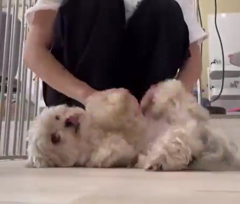 エンジョイする犬