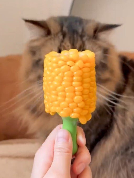 トウモロコシと猫