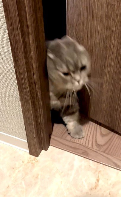 救出に向かう猫