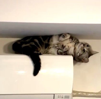 エアコンの上の猫