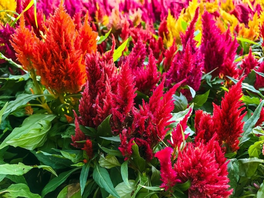 赤、オレンジ、黄色の花を咲かせている、ケイトウ