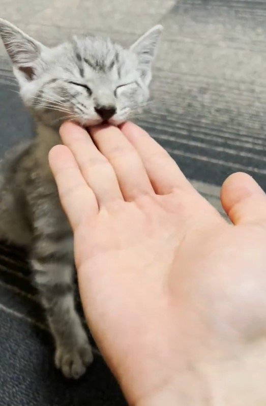子猫と手