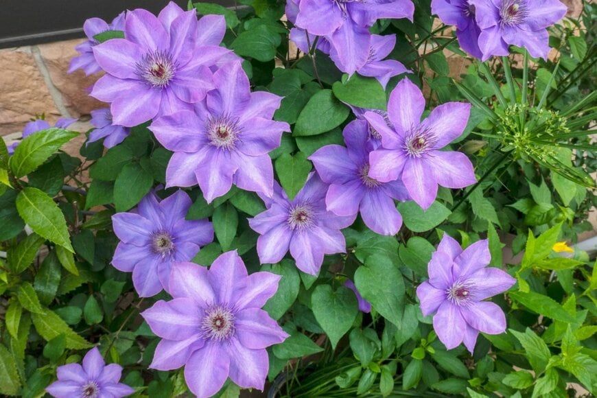 紫のクレマチスの花が咲いている。