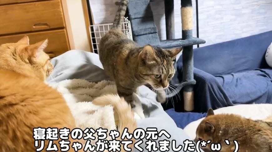 キャットタワーから飛び移ってきたリムちゃん