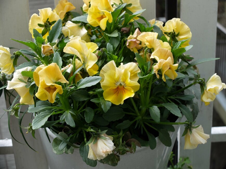 花がら摘みをした花後のパンジー