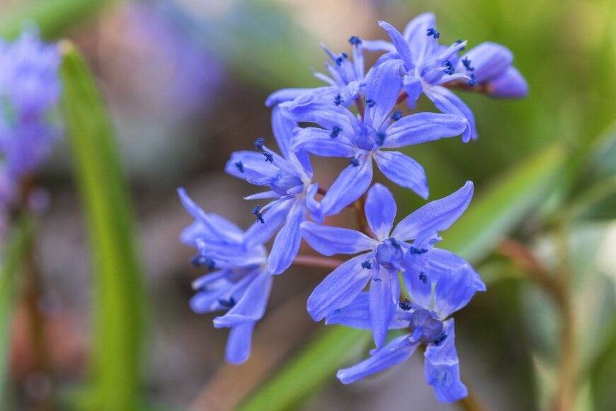青いシラーの花
