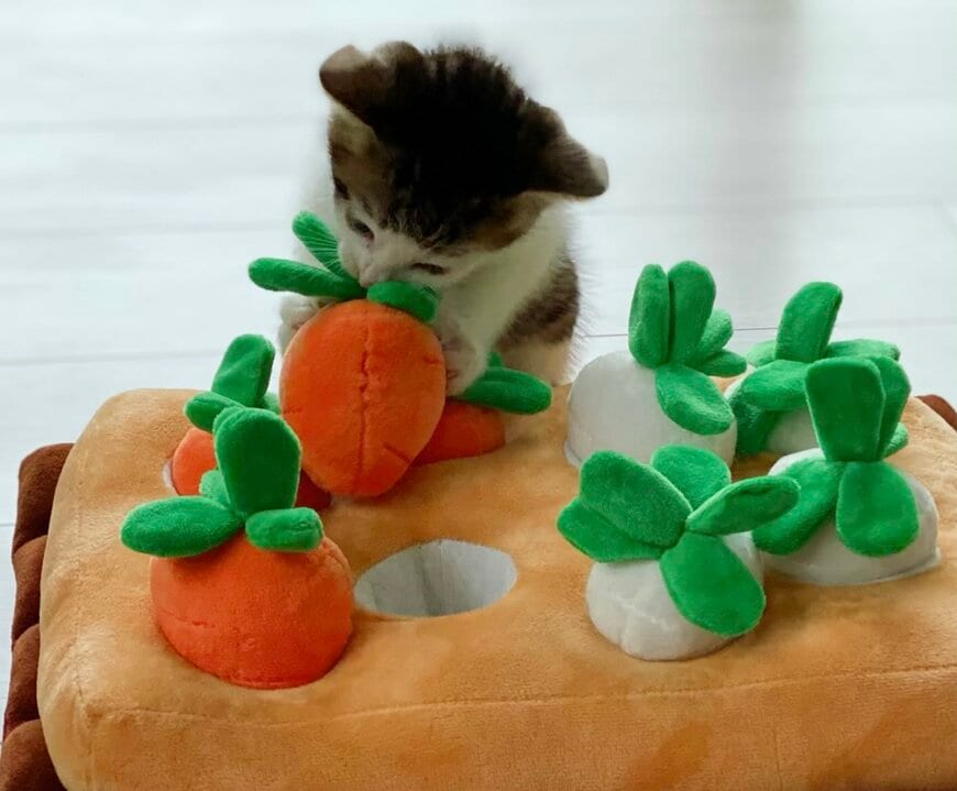 5年前・子猫だった頃