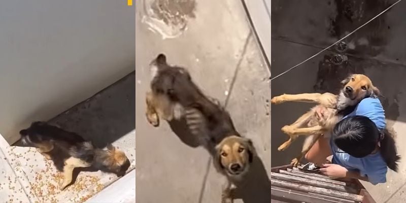 痩せ細った状態で救助されたゼウス