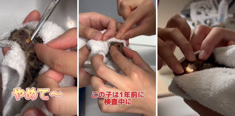 診察を受けるデグー